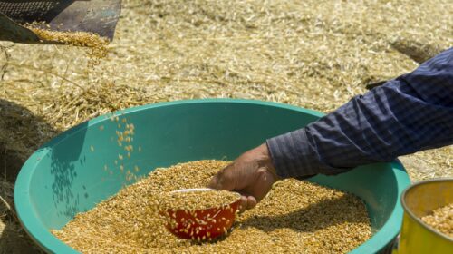 Mani di un contadino al lavoro tra chicchi di grano dorato in un catino verde