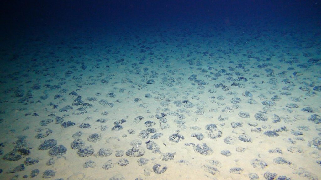 Campo di noduli polimetallici sul fondale della zona di Clarion-Clipperton, oggetto del contenzioso sull'estrazione mineraria nei fondali marini