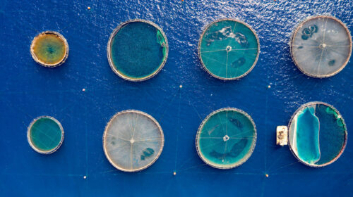 i mangimi a base di farina di pesce sono usati in acquacoltura