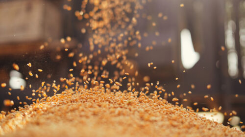 speculazione finanziaria sul cibo