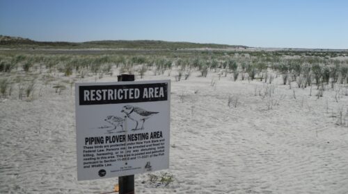 Cartello di area protetta per la nidificazione del piviere sabbioso su una spiaggia sabbiosa