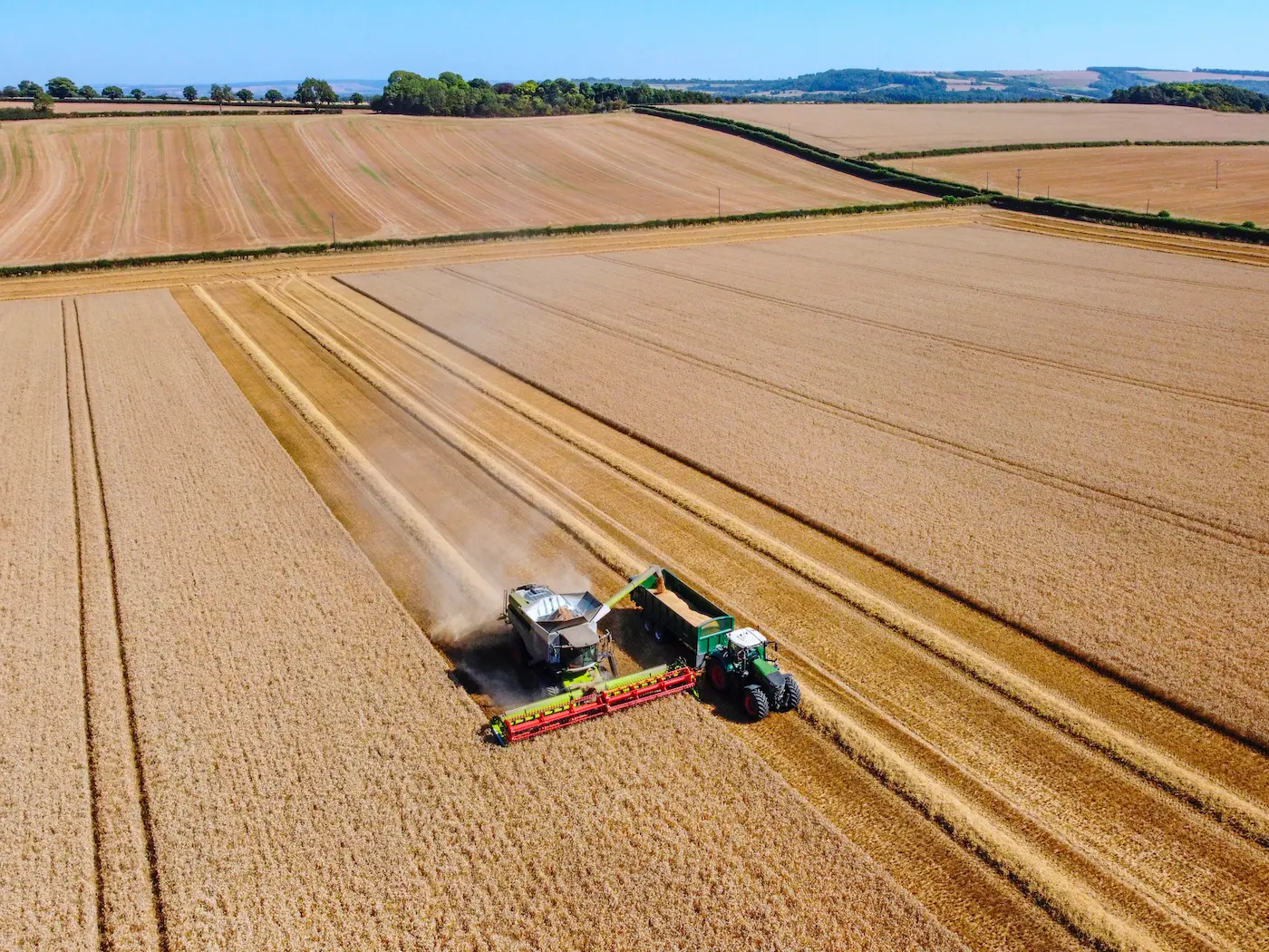 Didascalia: Campo di grano durante la mietitura © SteveAllenPhoto/iStockPhoto