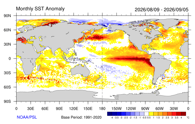 Anomalie della temperatura superficiale dei mari dal 9 agosto al 5 settembre 2026. La fascia rossa nel Pacifico equatoriale centro-orientale mostra acque più calde della media 1991–2020, segno della presenza di El Niño. Fonte: Noaa/Psl